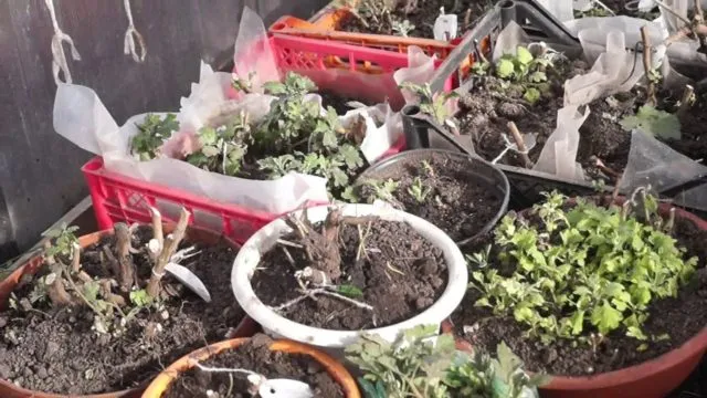 Как хранить хризантемы в домашних условиях, открытом грунте зимой
