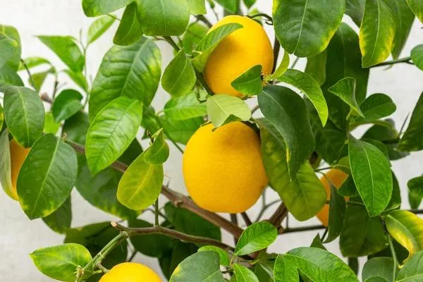Не держите лимон на голодном пайке, но и не перекармливайте