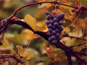 как посадить виноград