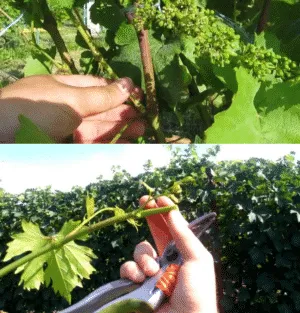 Пошаговое руководство по обрезке винограда летом для начинающих виноградарей
