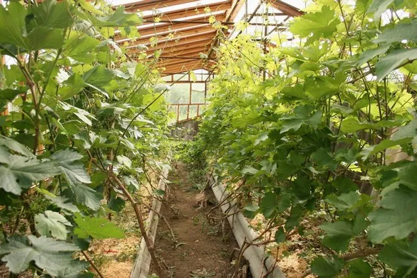 выращивание винограда +в теплице