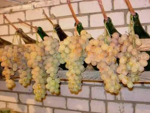 Как хранить виноград в погребе. Как сохранить виноград на зиму в домашних условиях: советы и секреты