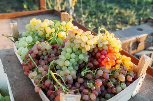 Как сохранить виноград после сбора урожая. Особенности и правила сбора урожая