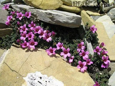 растения для альпийской горки: фото и названия