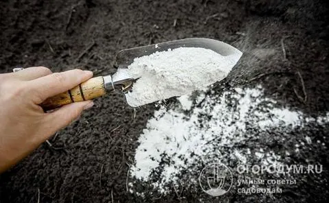 Чтобы нейтрализовать излишнюю кислотность в почву вносят щелочные добавки: доломитовую муку, мел или известь