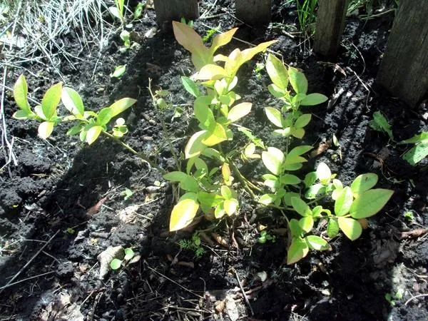 Отсутствие сорняков помогает голубике полноценно развиваться. Фото автора