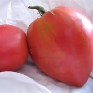 Раннеспелый гибридный сорт от сибирских селекционеров - томат 