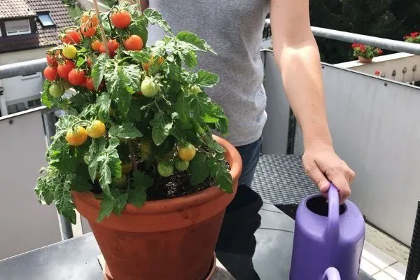 Выращивание томата Балконное чудо