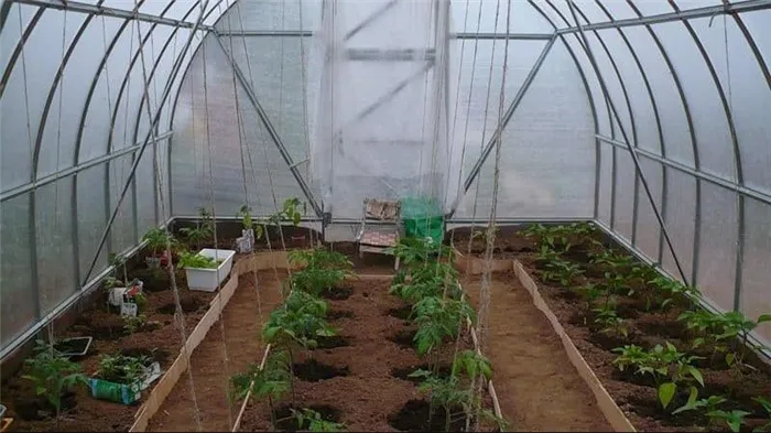 Когда и как правильно посадить помидоры в теплицу из поликарбоната