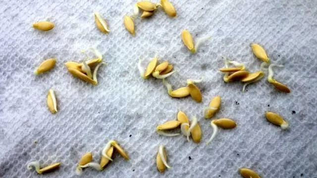 первые ростки из семян огурца