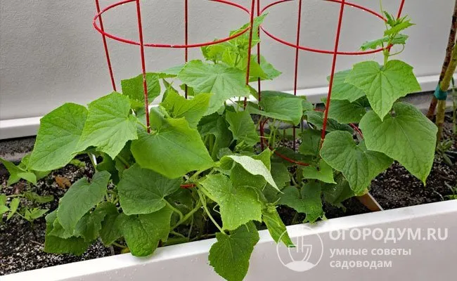 Чтобы сэкономить место, опытные огородники советуют сажать семена сразу в ящики или вместительные цветочные контейнеры прямоугольной формы