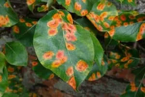 Что делать, если на листьях груши желтые пятна, причины болезни и ее лечение