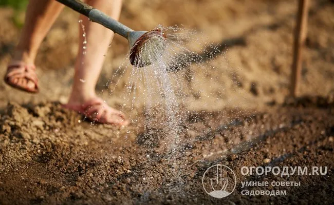 Лунки или бороздки обильно проливают водой и семена сажают прямо в «грязь»