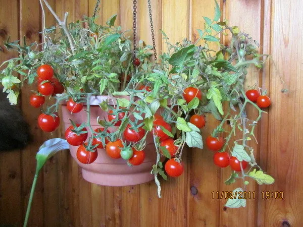 фото: помидоры на балконе