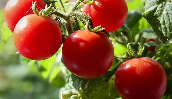 картинка урожай помидор