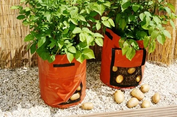 Удобнее всего использовать для взращивания картошки специальные садовые мешки, оборудованные клапанами, через которые можно проветрить корни растения, удалив лишнюю влагу, и убрав урожай