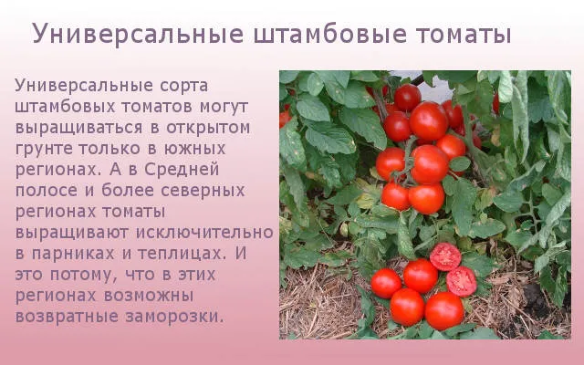 Универсальные штамбовые томаты