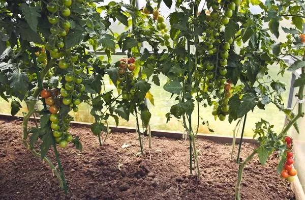 Двухрядная посадка индетерминантного томата Черри Люба F1, формирование в 2 стебля