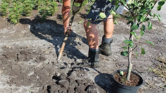 Инструкция для начинающих садоводов: как правильно посадить яблоню весной