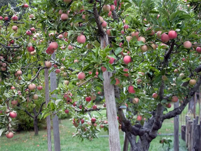 почему яблони плодоносят через год