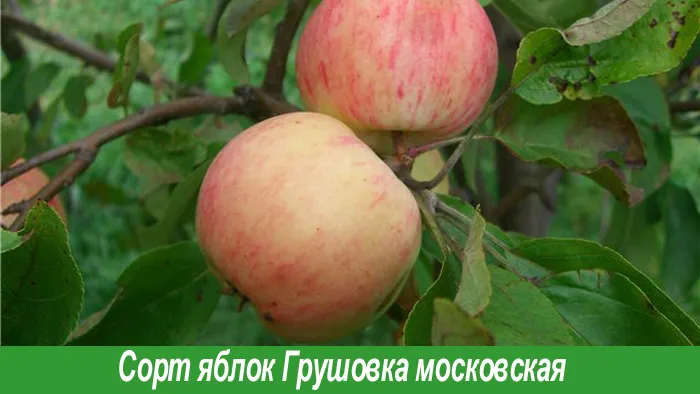 Грушовка московская сорт яблок
