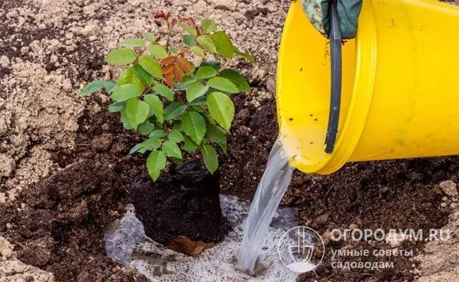 Для быстрого растворения питательных веществ в почве необходима высокая влажность