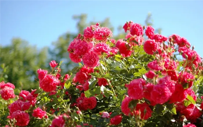 Фото обильного цветения роз