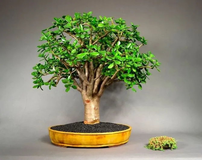 комнатное растение денежное дерево как ухаживать