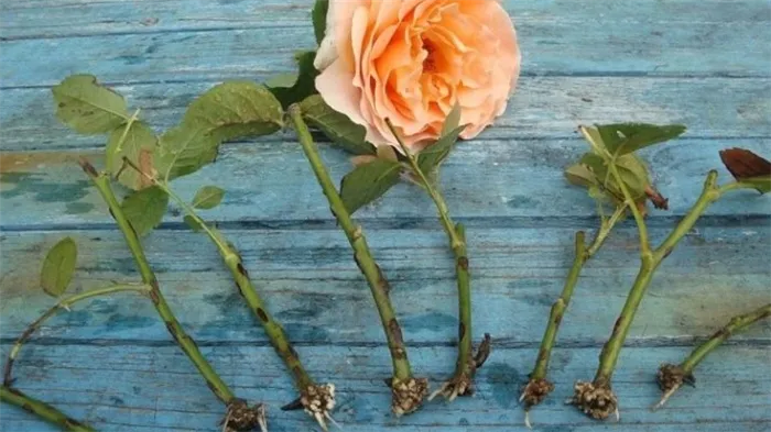 Какие лучше: корнесобственные розы или привитые?