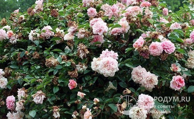 У многоцветковых роз, цветущих на протяжении сезона непрерывно или волнообразно, увядающие бутоны лучше удалять, чтобы поддерживать опрятность и эстетичный вид куста