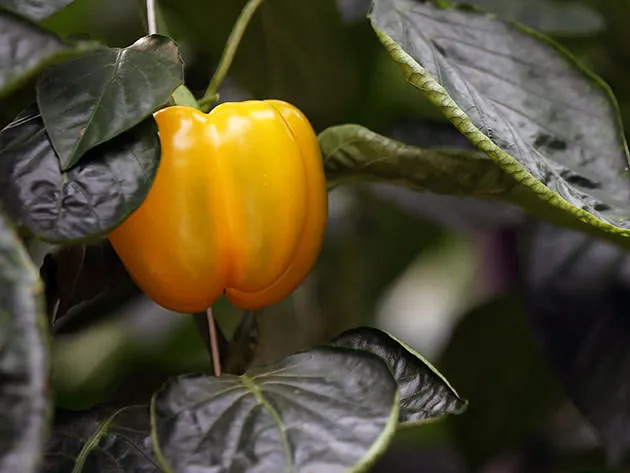 Как правильно выращивать в огороде сладкий перец