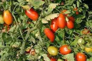 Описание сорта томата Эрколь, характеристика и урожайность