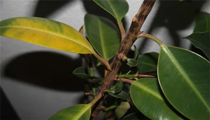 Секреты размножения фикуса каучуконосного: как укоренить разные части растения?