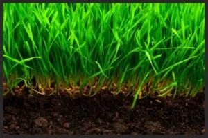 почва и трава