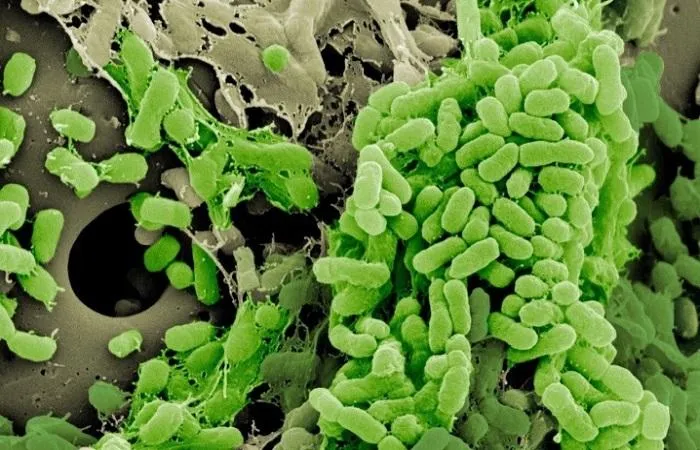 зеленые микробы 