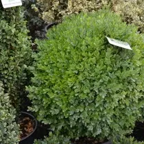 Самшит обыкновенный или вечнозеленый (Buxus sempervirens)
