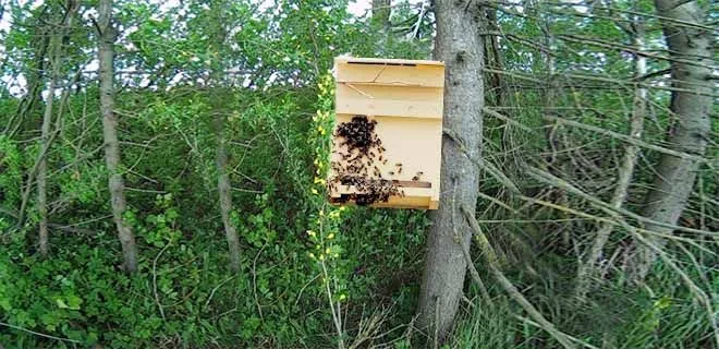 Ловушка для пчел на дереве