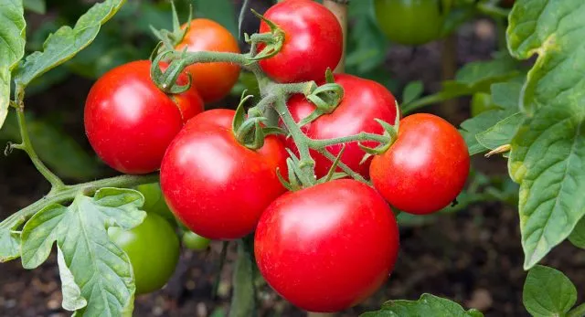 Хорошие, зрелые и здоровые томаты лучше всего подойдут для сбора семян