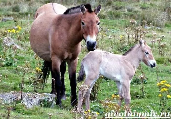 Лошадь-Пржевальского-Среда-обитания-и-образ-жизни-лошади-Пржевальского-6