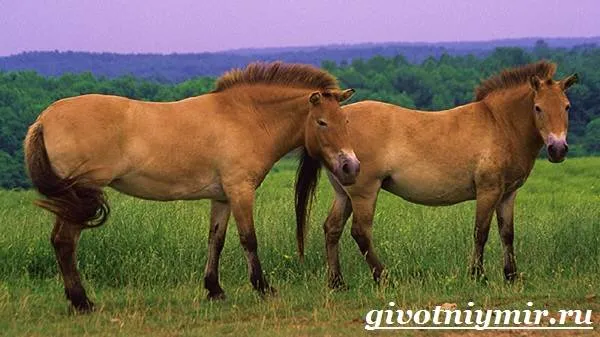Лошадь-Пржевальского-Среда-обитания-и-образ-жизни-лошади-Пржевальского-3