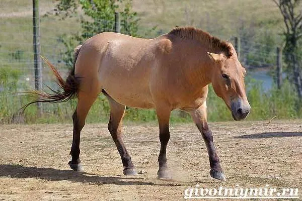 Лошадь-Пржевальского-Среда-обитания-и-образ-жизни-лошади-Пржевальского-1
