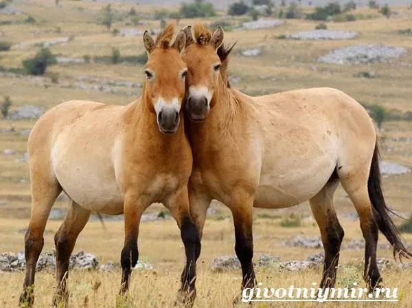 Лошадь-Пржевальского-Среда-обитания-и-образ-жизни-лошади-Пржевальского-5