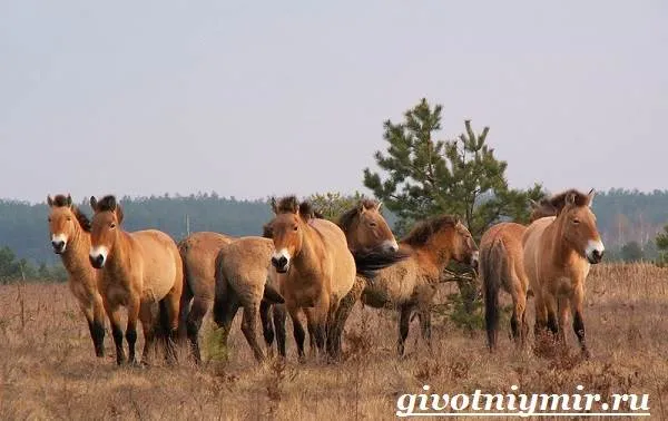 Лошадь-Пржевальского-Среда-обитания-и-образ-жизни-лошади-Пржевальского-2