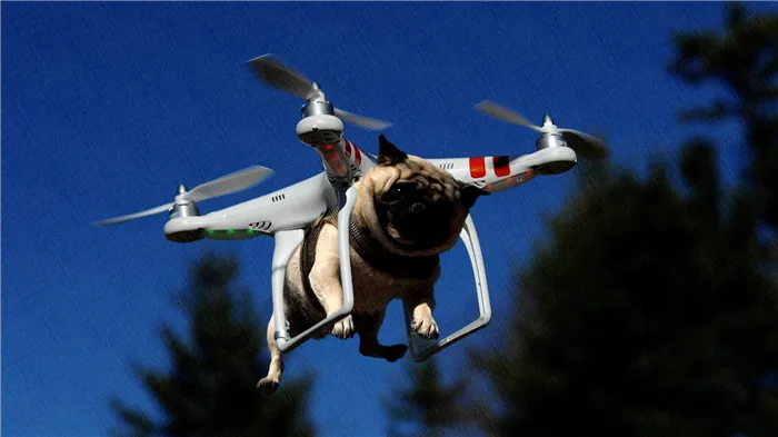 летающая собака на самом деле летает на квадрокоптере