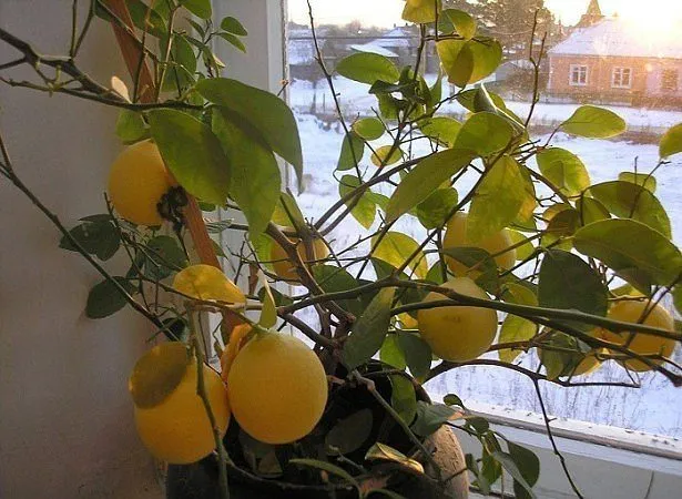 Что делать, если у лимона опадают листья