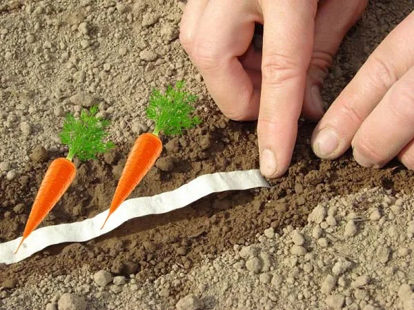 Правильная посадка моркови на ленту