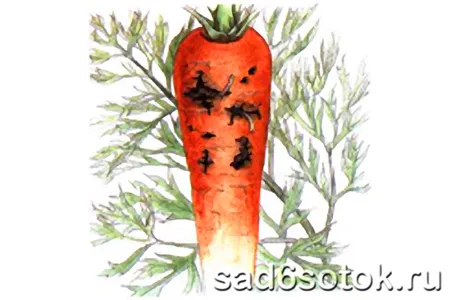 Повреждение моркови личинками морковной мухи