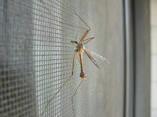 Антимоскитные сетки на окнах и балконных дверях защитят Вас от комаров