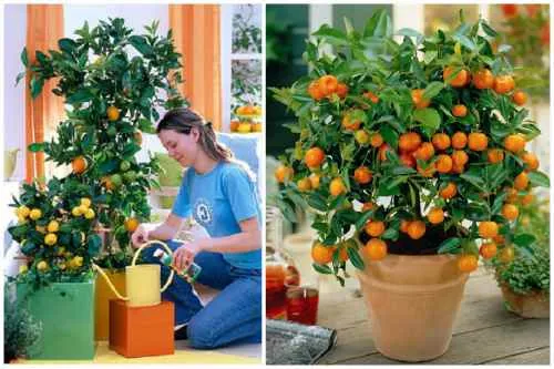 Полив апельсина