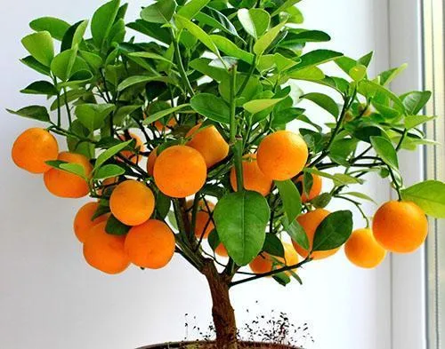 Урожай апельсин в домашних условиях